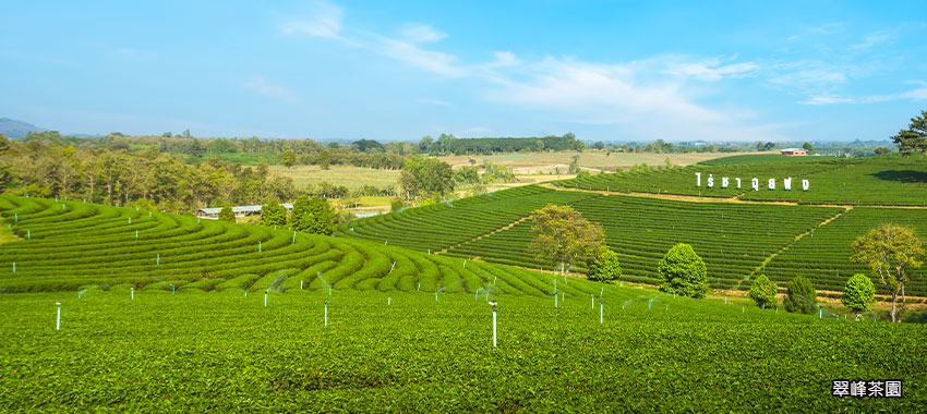 翠峰茶園
